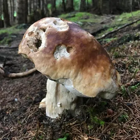 Lägenhet Au *