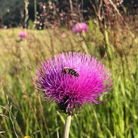 Au * 奥贝朴菲斯